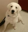 Great Pyrenees Rescue Bumbles