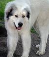 Great Pyrenees Rescue Zeus / Bubba