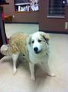 Great Pyr Rescue - Daisy