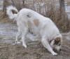 Great Pyrenees Rescue