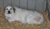 Great Pyrenees Rescue