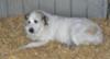 Great Pyrenees Rescue