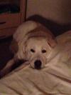 He lays with mama on the tempurpedic until I come to bed