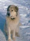 Great Pyrenees Rescue Farley