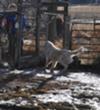 Great Pyrenees Rescue Abbie