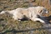 Great Pyrenees Rescue Abbie