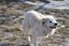 Great Pyrenees Rescue Abbie