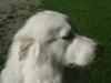 Great Pyrenees Rescue Bella