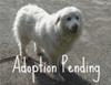 Great Pyrenees Rescue Bella