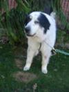 Great Pyrenees Rescue Bernie