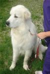 Great Pyrenees Rescue Bubba