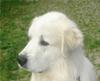 Great Pyrenees Rescue Bubba
