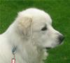 Great Pyrenees Rescue Bubba