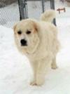 Great Pyrenees Rescue Churchill