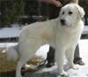 Great Pyrenees Rescue Dakota