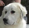 Great Pyrenees Rescue Dakota