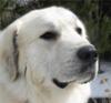 Great Pyrenees Rescue Dakota