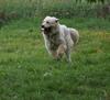Great Pyrenees Rescue Jannie