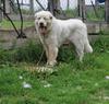 Great Pyrenees Rescue Jannie