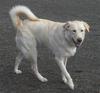 Great Pyr Rescue - Jazmine 