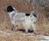 Great Pyrenees Rescue Jazz