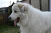 Great Pyrenees Rescue Jazz