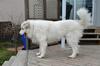 Great Pyrenees Rescue Jazz