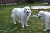 Great Pyrenees Rescue Jazz