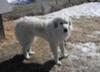 Great Pyr Rescue Lancelot