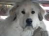 Great Pyr Rescue Lancelot