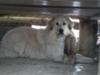 Great Pyr Rescue Lancelot