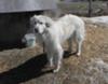 Great Pyr Rescue Lancelot