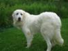 Great Pyrenees Rescue Martha