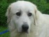 Great Pyrenees Rescue Martha