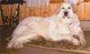 Great Pyrenees Rescue Maggie