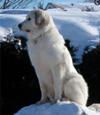 Great Pyrenees Rescue Maggie