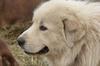 Great Pyr Rescue Max the farm dog 