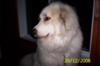 Great Pyr Rescue Maya