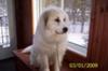 Great Pyr Rescue Maya