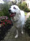 Great Pyrenees Rescue Mya