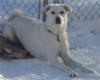 Great Pyrenees Rescue Rain