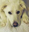 Great Pyrenees Rescue Rain