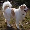 Great Pyrenees Rescue Shaggy