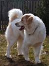 Great Pyrenees Rescue Shaggy