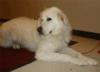 Great Pyrenees Rescue Wilson 