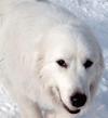 Great Pyrenees Lady