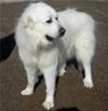 Great Pyrenees Rescue Evan