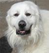 Great Pyrenees Rescue Evan