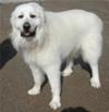 Great Pyrenees Rescue Evan