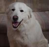 Great Pyrenees Rescue Big Shanti